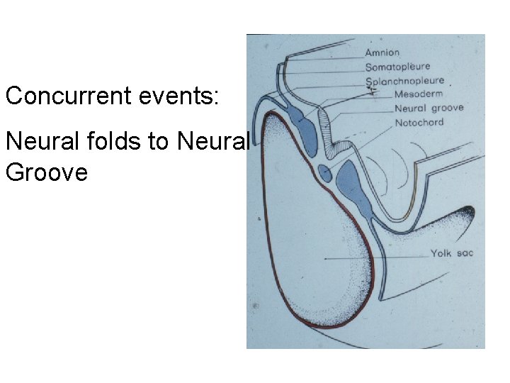 Concurrent events: Neural folds to Neural Groove 