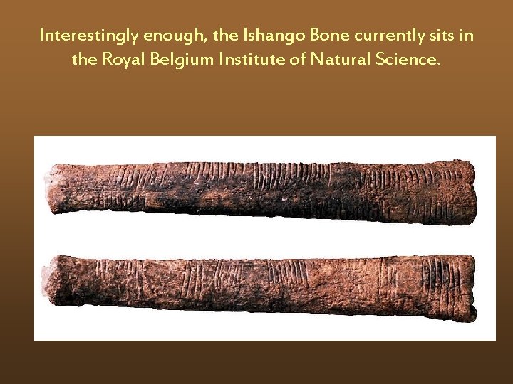 Interestingly enough, the Ishango Bone currently sits in the Royal Belgium Institute of Natural