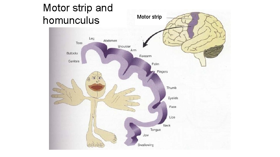 Motor strip and homunculus Motor strip 