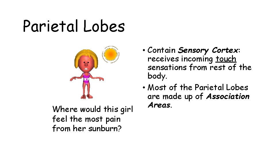 Parietal Lobes Where would this girl feel the most pain from her sunburn? •