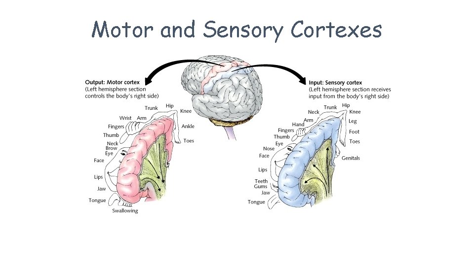 Motor and Sensory Cortexes 