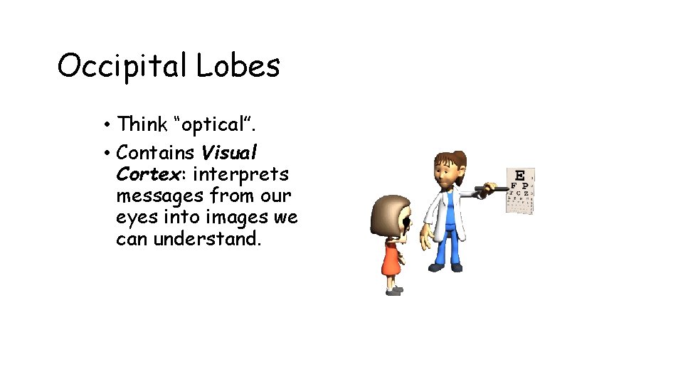Occipital Lobes • Think “optical”. • Contains Visual Cortex: interprets messages from our eyes