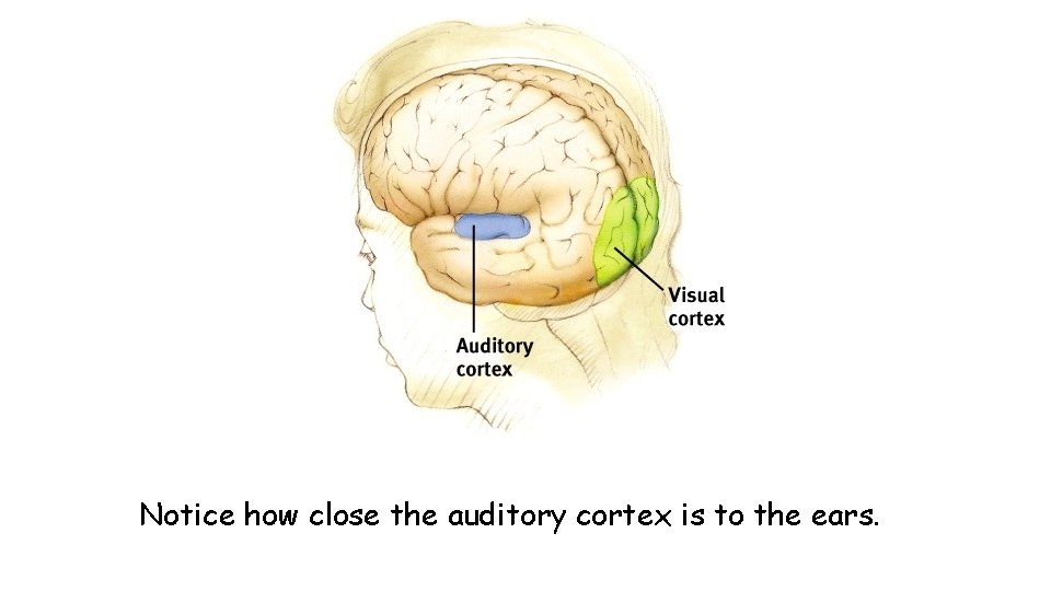 Notice how close the auditory cortex is to the ears. 