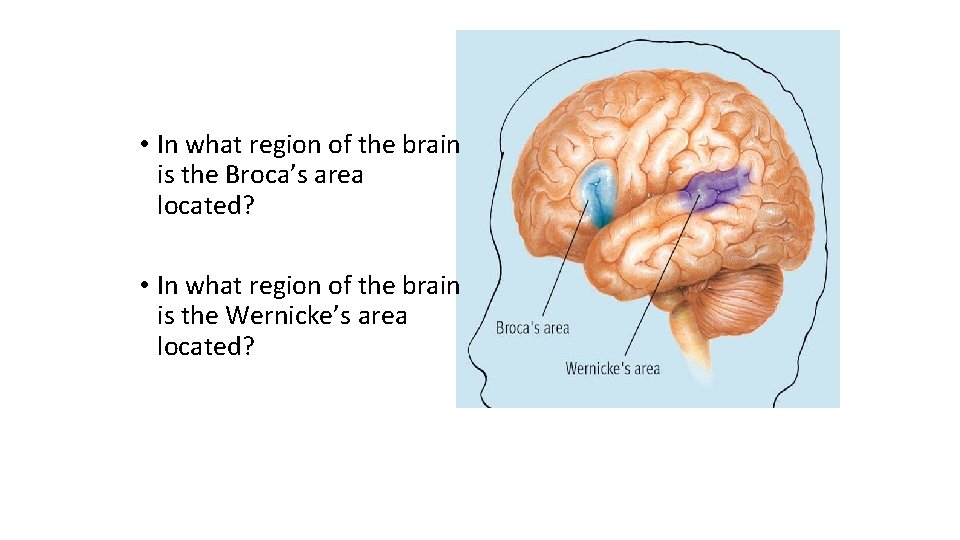  • In what region of the brain is the Broca’s area located? •