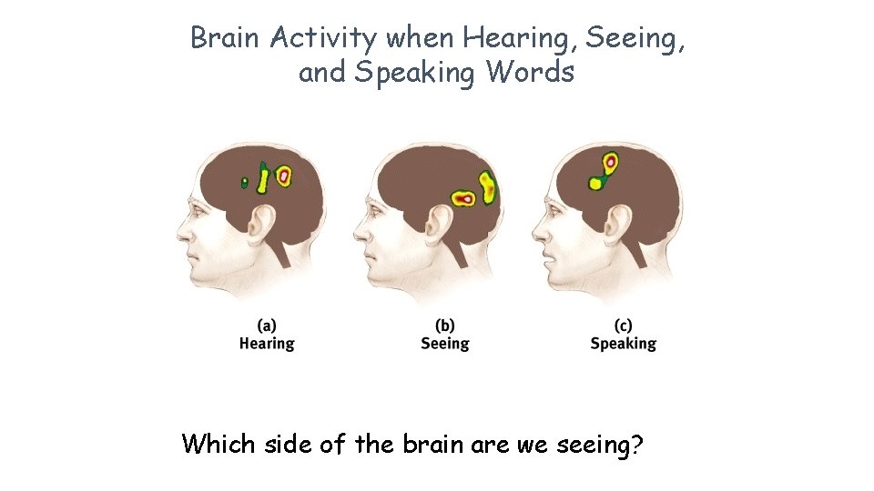Brain Activity when Hearing, Seeing, and Speaking Words Which side of the brain are
