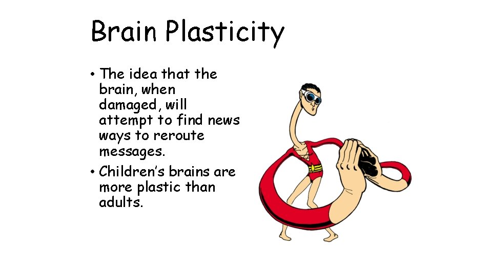 Brain Plasticity • The idea that the brain, when damaged, will attempt to find