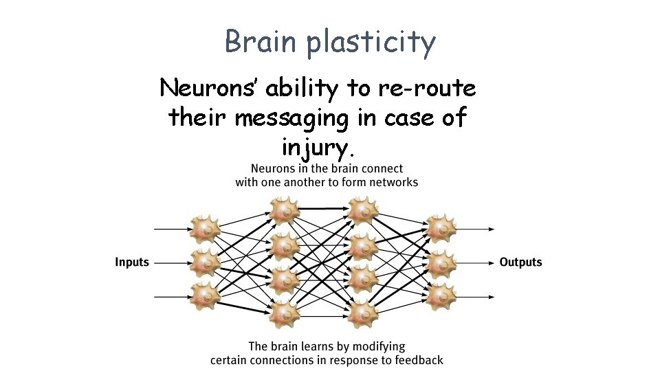 Brain plasticity Neurons’ ability to re-route their messaging in case of injury. 