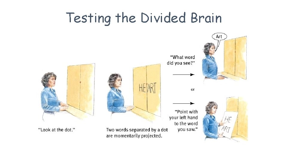 Testing the Divided Brain 