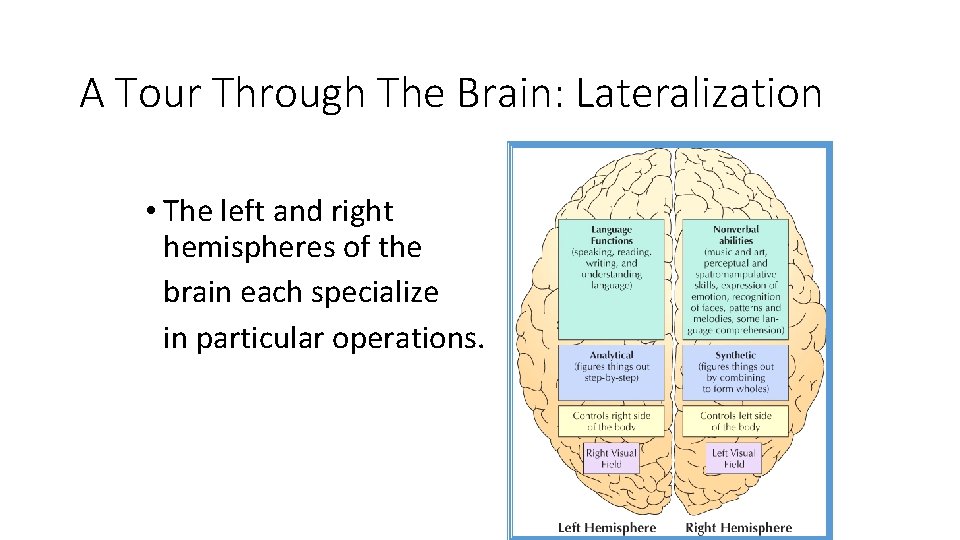 A Tour Through The Brain: Lateralization • The left and right hemispheres of the