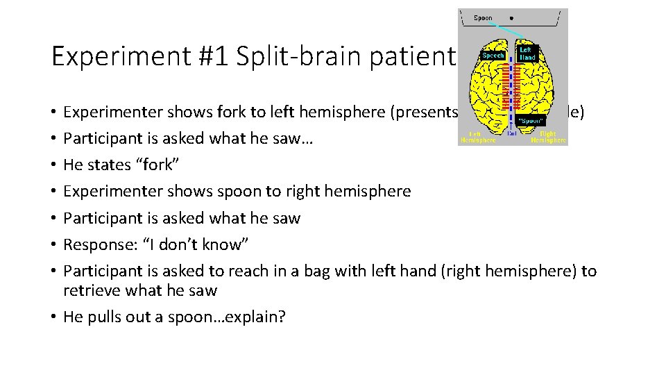 Experiment #1 Split-brain patients Experimenter shows fork to left hemisphere (presents to the right