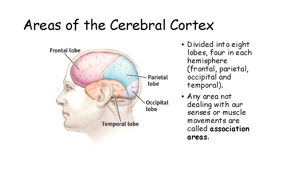 Areas of the Cerebral Cortex • Divided into eight lobes, four in each hemisphere