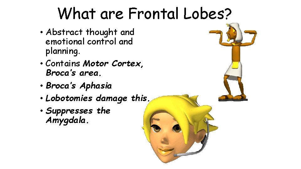 What are Frontal Lobes? • Abstract thought and emotional control and planning. • Contains