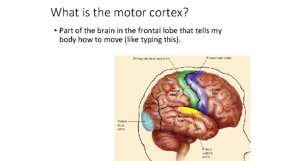 What is the motor cortex? • Part of the brain in the frontal lobe