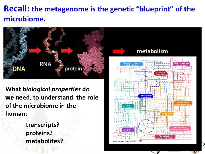 Recall: the metagenome is the genetic “blueprint” of the microbiome. metabolism What biological properties
