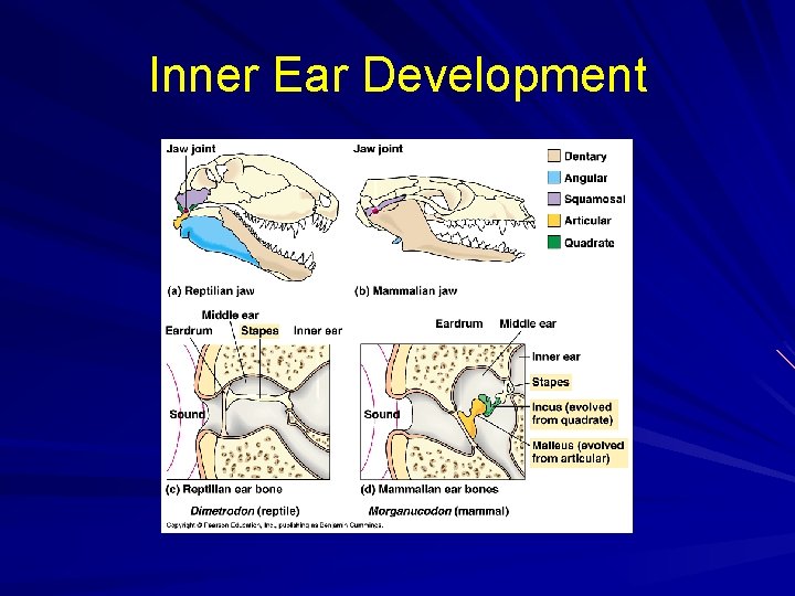 Inner Ear Development 