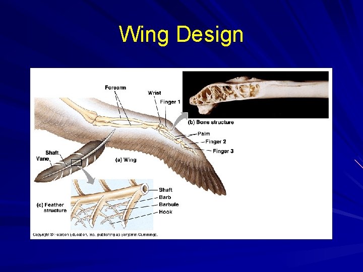 Wing Design 
