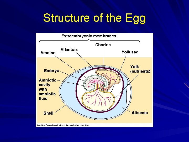 Structure of the Egg 