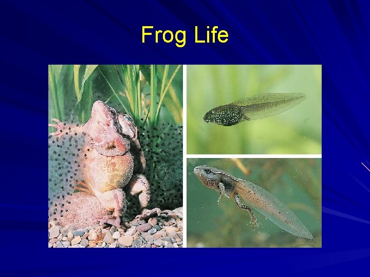 Frog Life 