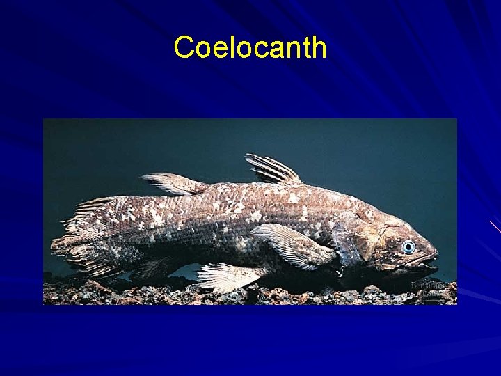 Coelocanth 