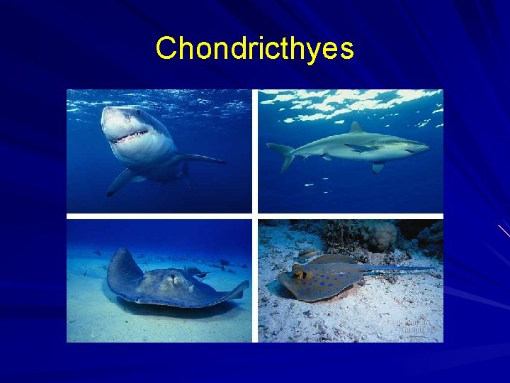 Chondricthyes 