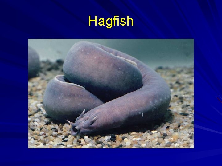 Hagfish 