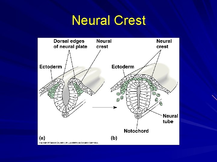 Neural Crest 