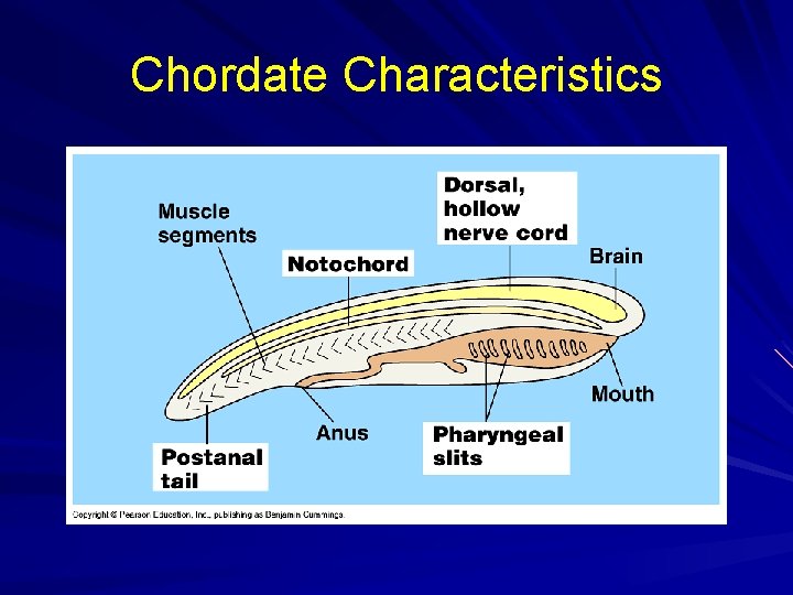 Chordate Characteristics 