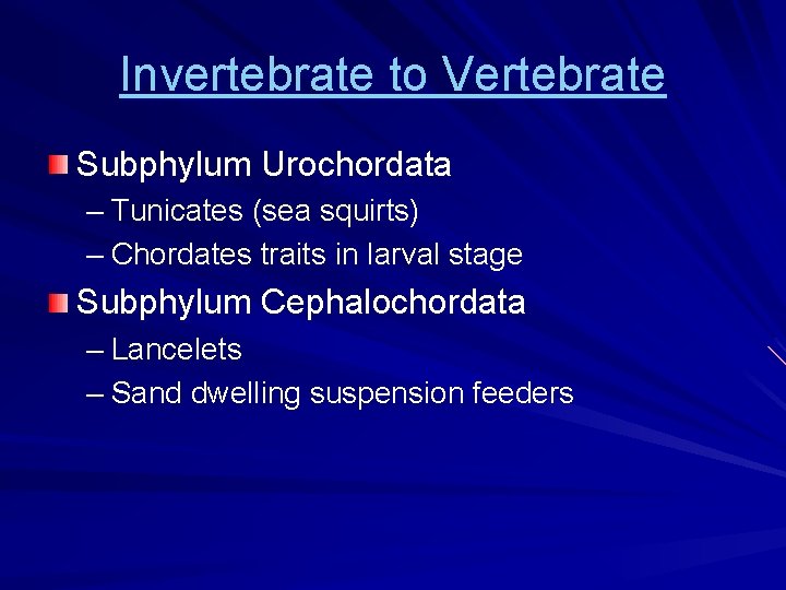Invertebrate to Vertebrate Subphylum Urochordata – Tunicates (sea squirts) – Chordates traits in larval