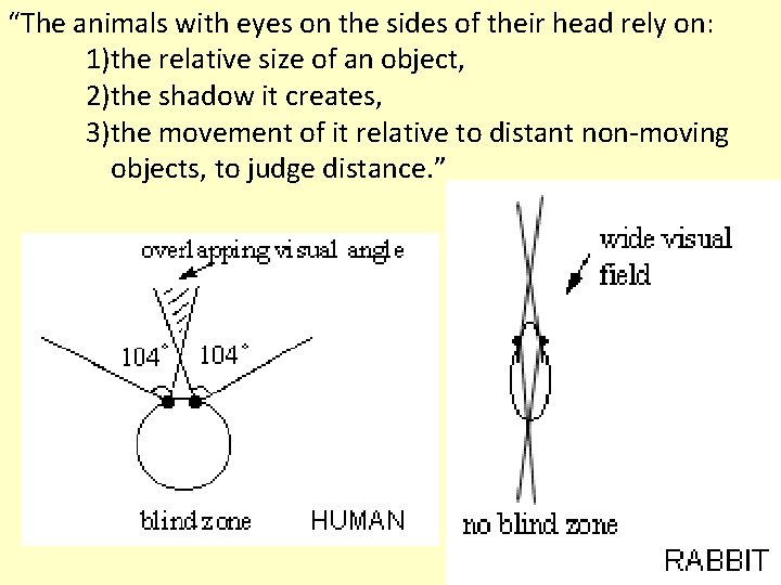 “The animals with eyes on the sides of their head rely on: 1)the relative