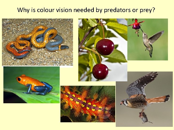 Why is colour vision needed by predators or prey? 