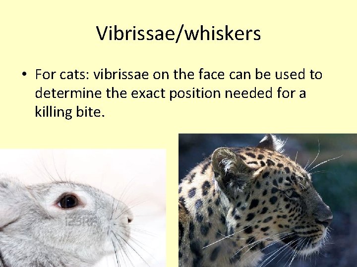 Vibrissae/whiskers • For cats: vibrissae on the face can be used to determine the