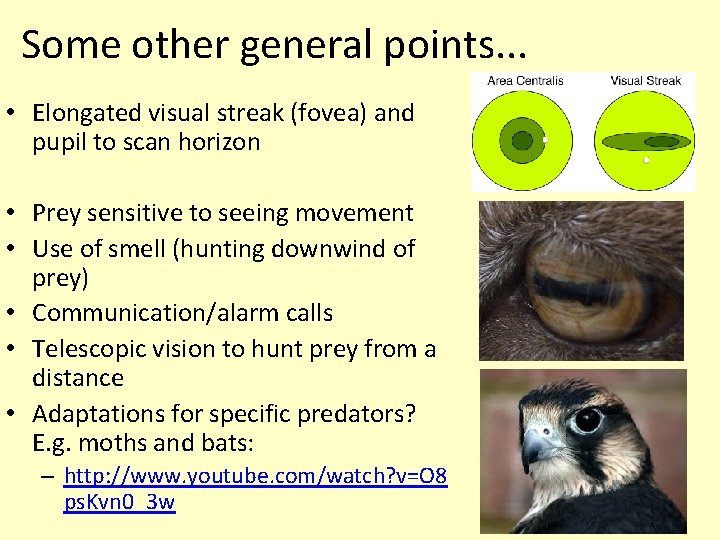 Some other general points. . . • Elongated visual streak (fovea) and pupil to