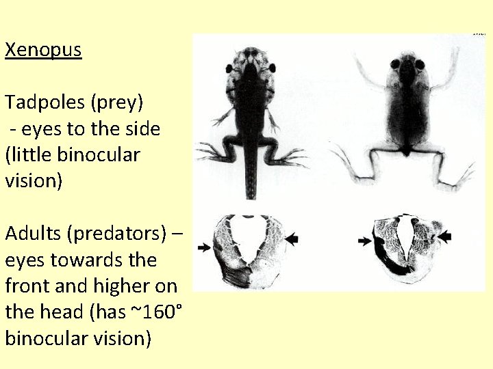Xenopus Tadpoles (prey) - eyes to the side (little binocular vision) Adults (predators) –