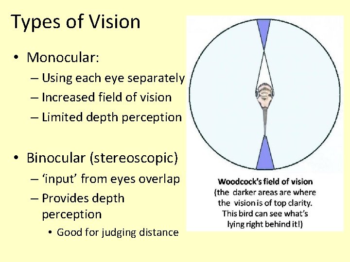 Types of Vision • Monocular: – Using each eye separately – Increased field of