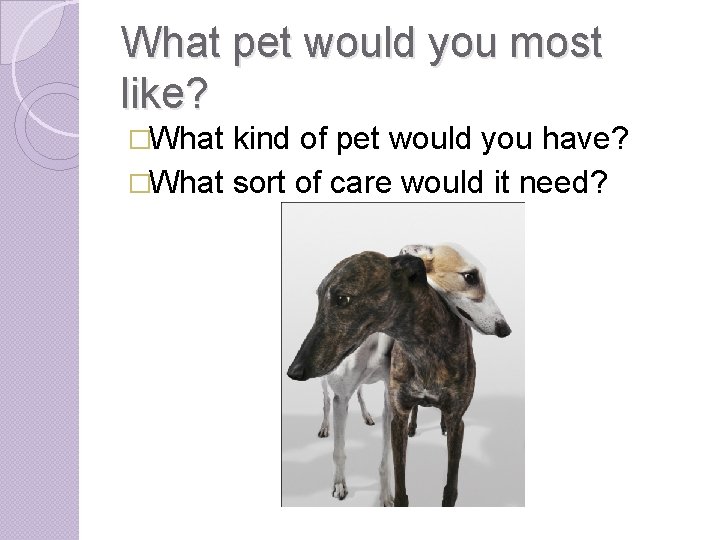 What pet would you most like? �What kind of pet would you have? �What