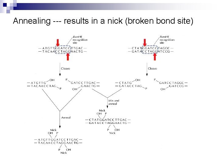 Annealing --- results in a nick (broken bond site) 