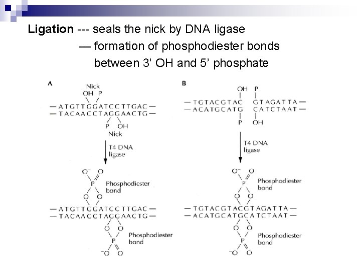 Ligation --- seals the nick by DNA ligase --- formation of phosphodiester bonds between