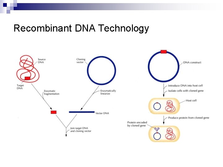 Recombinant DNA Technology 