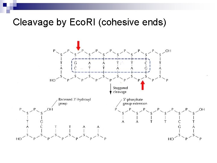 Cleavage by Eco. RI (cohesive ends) 