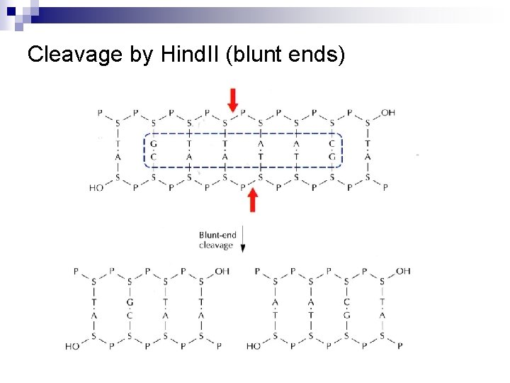 Cleavage by Hind. II (blunt ends) 