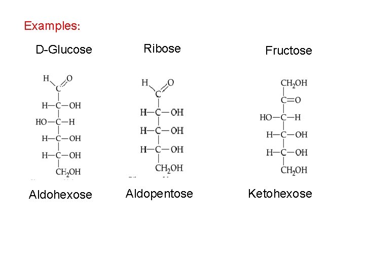 Examples: D-Glucose Ribose Aldohexose Aldopentose Fructose Ketohexose 