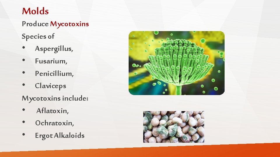 Molds Produce Mycotoxins Species of • Aspergillus, • Fusarium, • Penicillium, • Claviceps Mycotoxins