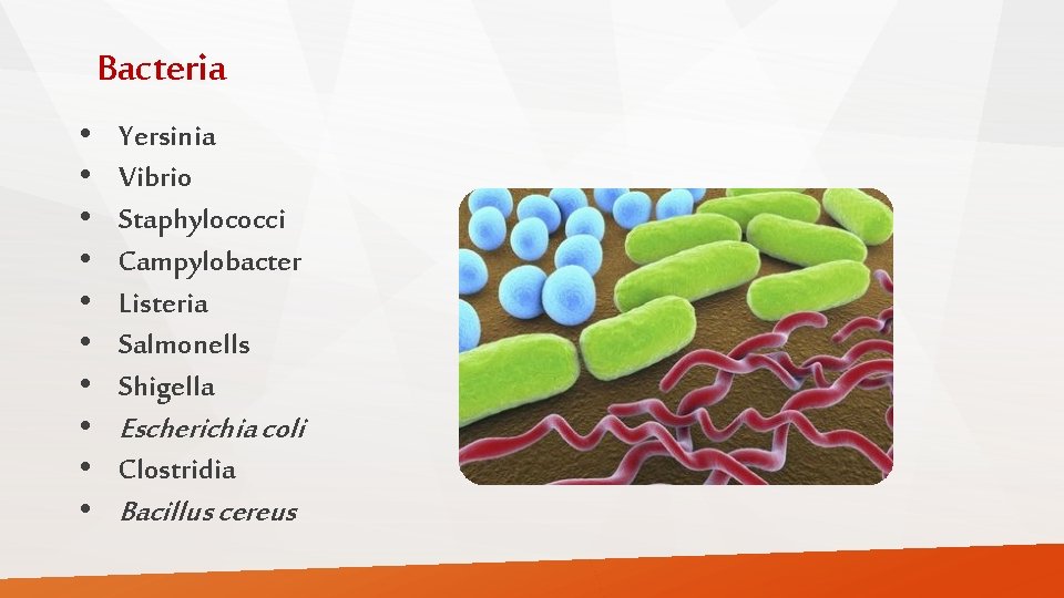 Bacteria • • • Yersinia Vibrio Staphylococci Campylobacter Listeria Salmonells Shigella Escherichia coli Clostridia