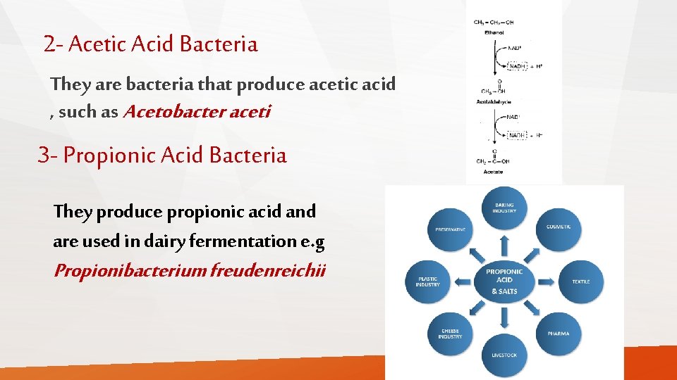 2 - Acetic Acid Bacteria They are bacteria that produce acetic acid , such