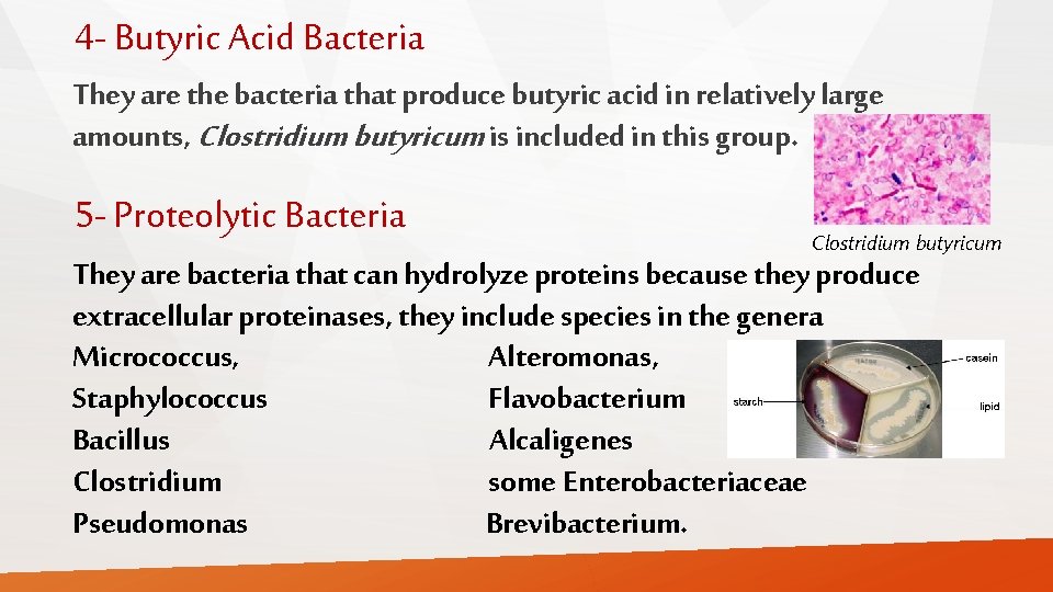 4 - Butyric Acid Bacteria They are the bacteria that produce butyric acid in