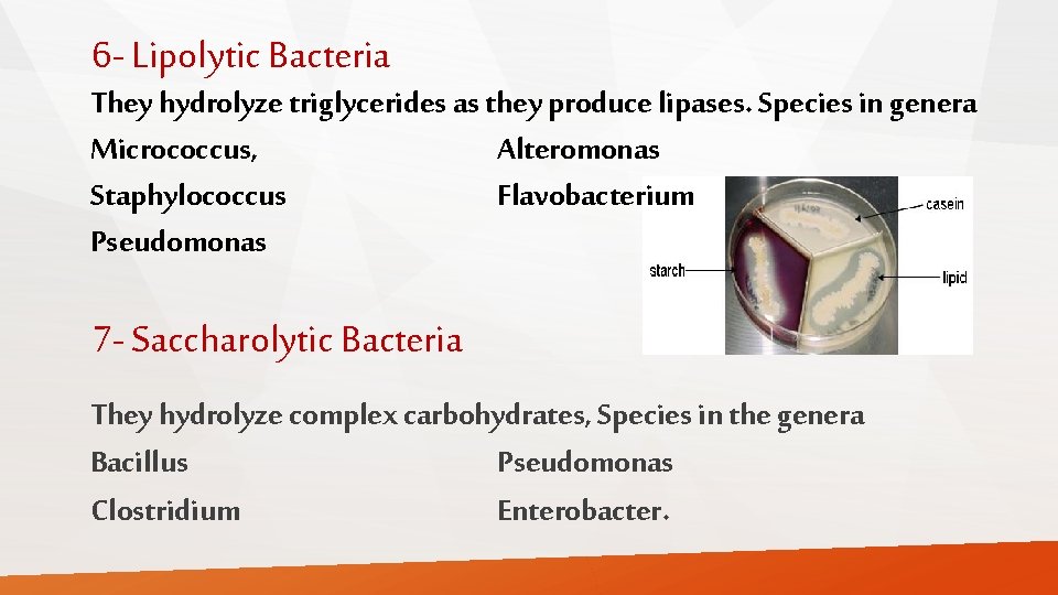 6 - Lipolytic Bacteria They hydrolyze triglycerides as they produce lipases. Species in genera