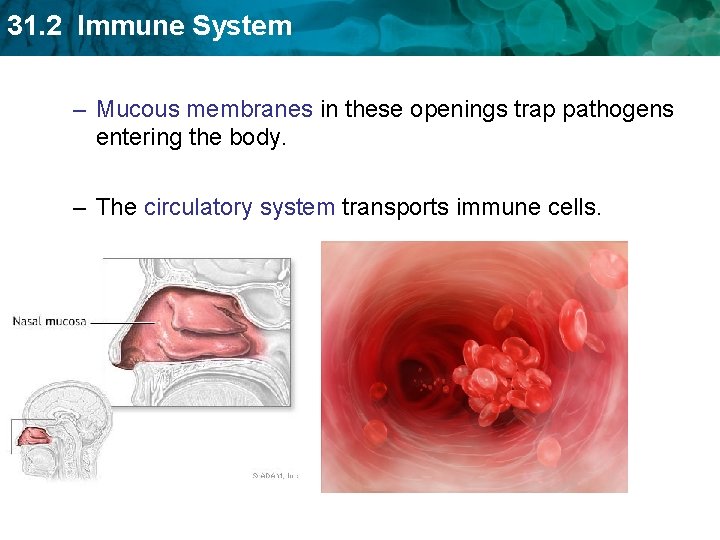 31. 2 Immune System – Mucous membranes in these openings trap pathogens entering the