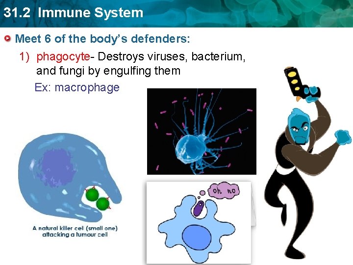 31. 2 Immune System Meet 6 of the body’s defenders: 1) phagocyte- Destroys viruses,