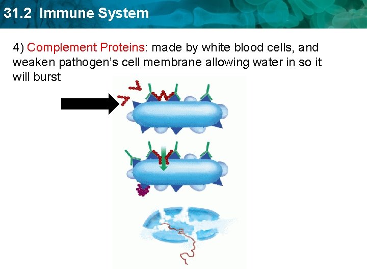31. 2 Immune System 4) Complement Proteins: made by white blood cells, and weaken