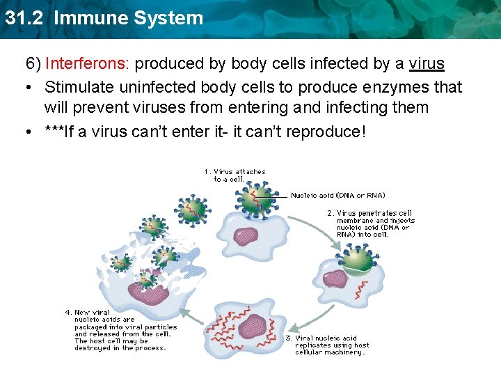 31. 2 Immune System 6) Interferons: produced by body cells infected by a virus